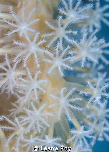 Soft coral by Leena Roy 